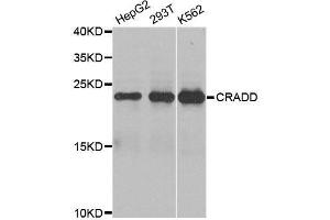 Western blot analysis of extracts of various cell lines, using CRADD antibody.
