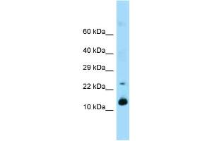 REG1 antibody  (Middle Region)