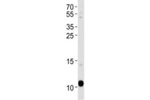 Image no. 1 for anti-Apolipoprotein A-II (APOA2) (AA 23-56) antibody (ABIN3028468)