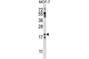 Image no. 2 for anti-Neuritin 1-Like (NRN1L) (AA 39-70), (Middle Region) antibody (ABIN953756)