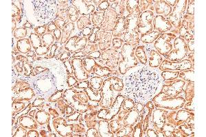 Image no. 3 for anti-Claudin 1 (CLDN1) (pTyr210) antibody (ABIN6271678)
