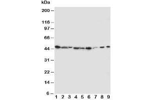 Image no. 2 for anti-Indoleamine 2,3-Dioxygenase (IDO) (N-Term) antibody (ABIN3029730)