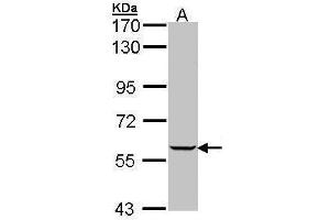 Image no. 1 for anti-Inosine 5'-Phosphate Dehydrogenase 1 (IMPDH1) (Center) antibody (ABIN2855489)