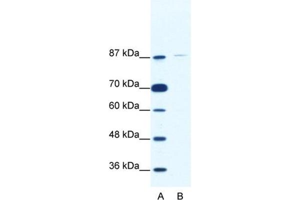 anti-TATA Box Binding Protein (TBP)-Associated Factor, RNA Polymerase I, C, 110kDa (TAF1C) (C-Term) antibody