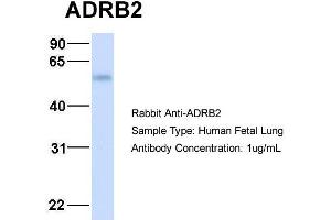 Image no. 2 for anti-Adrenergic, beta-2-, Receptor, Surface (ADRB2) (Middle Region) antibody (ABIN2792089)
