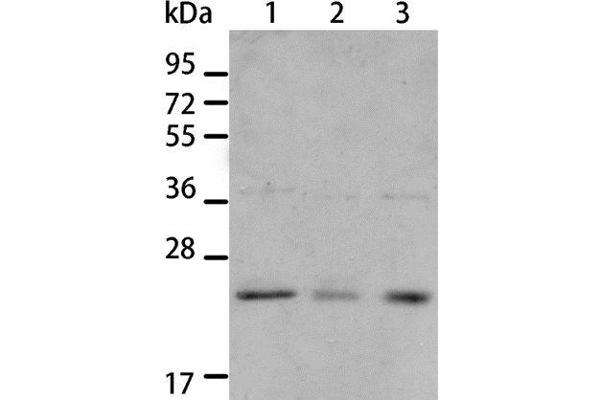 BNIP1 antibody