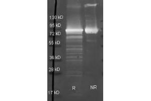Goat anti Maltose Phosphorylase antibody  was used to detect Maltose Phosphorylase under reducing (R) and non-reducing (NR) conditions.