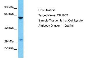 Image no. 1 for anti-Olfactory Receptor, Family 10, Subfamily C, Member 1 (OR10C1) (C-Term) antibody (ABIN2774570)