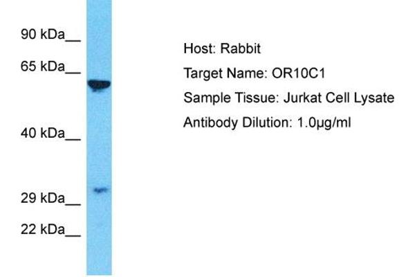anti-Olfactory Receptor, Family 10, Subfamily C, Member 1 (OR10C1) (C-Term) antibody