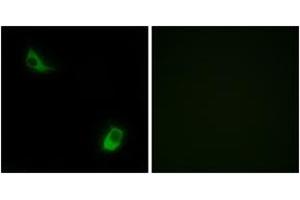 Image no. 1 for anti-Formyl Peptide Receptor 3 (FPR3) (AA 304-353) antibody (ABIN1535606)