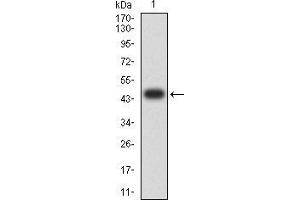Image no. 3 for anti-Met Proto-Oncogene (MET) (AA 743-932) antibody (ABIN5542708)