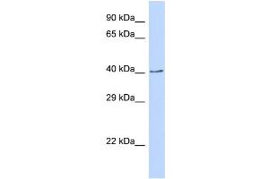 Image no. 1 for anti-CDP-Diacylglycerol Synthase (Phosphatidate Cytidylyltransferase) 2 (CDS2) (C-Term) antibody (ABIN2782603)