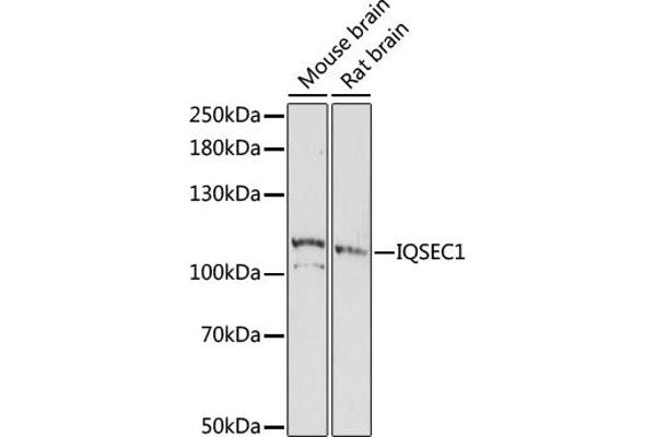 IQSEC1 antibody  (AA 180-380)