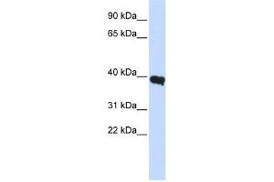Image no. 1 for anti-POU Class 1 Homeobox 1 (POU1F1) (Middle Region) antibody (ABIN2779561)