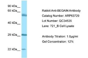 Image no. 1 for anti-Brain-Enriched Guanylate Kinase-Associated (BEGAIN) (Middle Region) antibody (ABIN2789603)