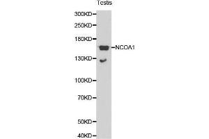 Image no. 1 for anti-Nuclear Receptor Coactivator 1 (NCOA1) antibody (ABIN3021492)