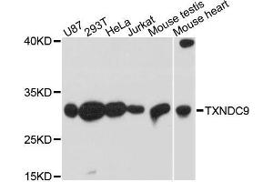 Image no. 1 for anti-Thioredoxin Domain Containing 9 (TXNDC9) antibody (ABIN6149731)