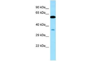 Image no. 1 for anti-Vacuolar Protein Sorting 33 Homolog A (VPS33A) (Middle Region) antibody (ABIN2789008)