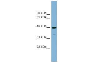 Image no. 1 for anti-Cartilage Associated Protein (CRTAP) (N-Term) antibody (ABIN2782711)