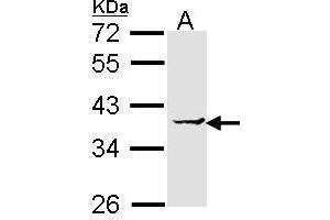 Image no. 2 for anti-Eukaryotic Translation Elongation Factor 1 delta (Guanine Nucleotide Exchange Protein) (EEF1D) (Center) antibody (ABIN2855349)