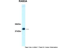 Image no. 1 for anti-RAB3A, Member RAS Oncogene Family (RAB3A) (C-Term) antibody (ABIN2792282)