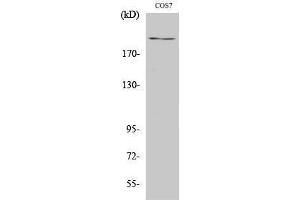 Image no. 1 for anti-Zinc Finger Protein 106 Homolog (ZFP106) (C-Term) antibody (ABIN3187529)