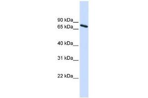 Image no. 2 for anti-Ubiquilin 1 (UBQLN1) (Middle Region) antibody (ABIN632051)