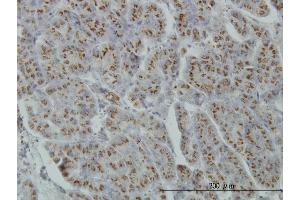 Immunoperoxidase of monoclonal antibody to MGAT4A on formalin-fixed paraffin-embedded human pancreas.
