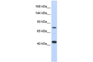 Image no. 2 for anti-Low Density Lipoprotein Receptor-Related Protein 8, Apolipoprotein E Receptor (LRP8) (Middle Region) antibody (ABIN2781990)