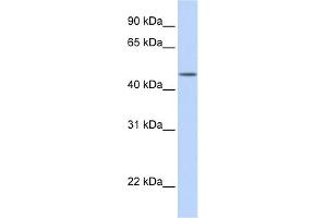 Image no. 1 for anti-Transducin (Beta)-Like 2 (TBL2) (N-Term) antibody (ABIN2785515)