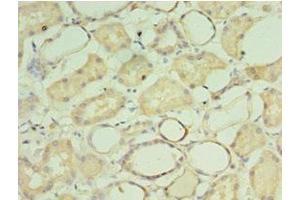 Immunohistochemistry of paraffin-embedded human kidney tissue using ABIN7149543 at dilution of 1:100