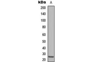 Image no. 1 for anti-Claudin 8 (CLDN8) (Center) antibody (ABIN2705892)