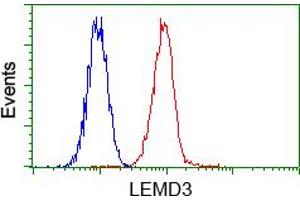 Image no. 2 for anti-LEM Domain Containing 3 (LEMD3) antibody (ABIN1499117)
