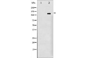 Image no. 2 for anti-Epidermal Growth Factor Receptor (EGFR) (pSer695) antibody (ABIN6255471)