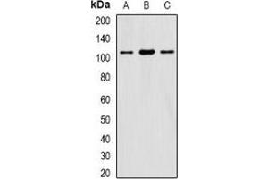 Image no. 2 for anti-Eukaryotic Translation Initiation Factor 3 Subunit C (EIF3C) antibody (ABIN2966596)