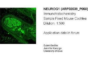 Image no. 2 for anti-Neurogenin 1 (NEUROG1) (C-Term) antibody (ABIN2779433)