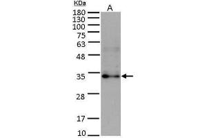 WB Image Sample (15 ug of whole cell lysate) A: HUVEC antibody diluted at 1:5000