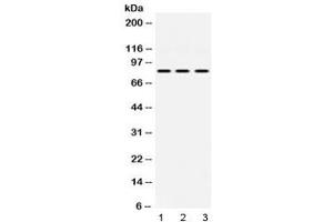 Image no. 1 for anti-KRIT1, Ankyrin Repeat Containing (KRIT1) (AA 703-736) antibody (ABIN5647767)
