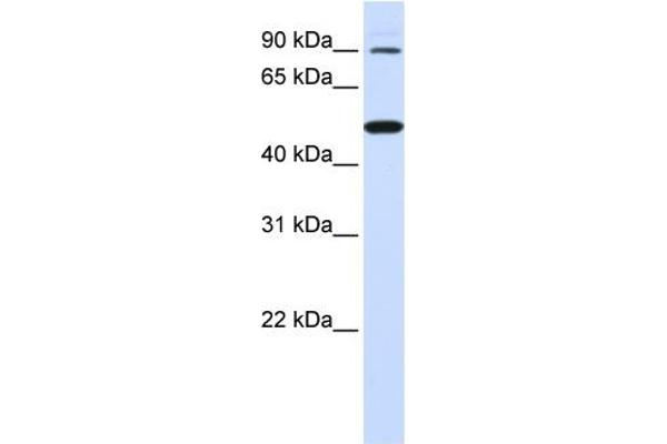 anti-Rhomboid 5 Homolog 1 (RHBDF1) (N-Term) antibody