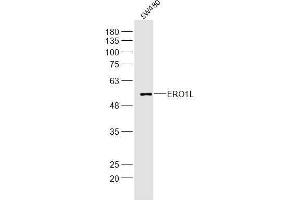 Image no. 1 for anti-ERO1-Like Protein alpha (ERO1L) (AA 321-420) antibody (ABIN5675519)