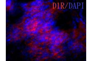 IHC-Fr Image Dopamine receptor D1 antibody detects dopamine receptor D1 protein on embryonic mouse brain by immunohistochemical analysis.