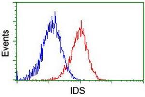 Image no. 8 for anti-Iduronate 2-Sulfatase (IDS) antibody (ABIN1498797)