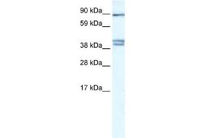 Image no. 1 for anti-Chloride Channel Kb (CLCNKB) (C-Term) antibody (ABIN633720)