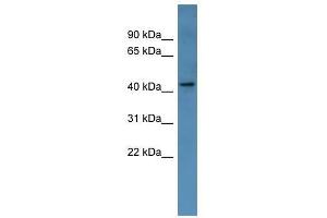 Image no. 1 for anti-Melanoma Antigen Family A, 11 (MAGEA11) (Middle Region) antibody (ABIN929377)