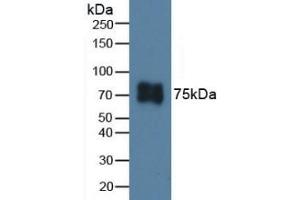 ITGB6 antibody  (AA 131-371)