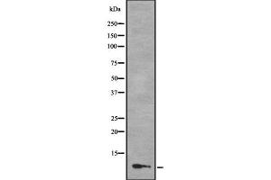 Image no. 1 for anti-Myeloid/lymphoid Or Mixed-Lineage Leukemia (Trithorax Homolog), Translocated To, 11 (MLLT11) (N-Term) antibody (ABIN6263281)