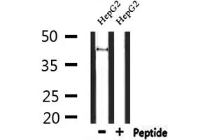 GPR85 Antikörper  (Internal Region)