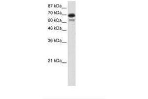 Image no. 2 for anti-Elongation Factor RNA Polymerase II (ELL) (AA 551-600) antibody (ABIN202824)
