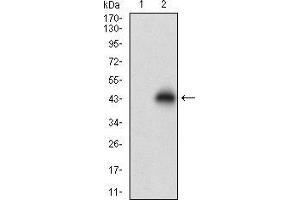 NPC1 抗体  (AA 34-174)