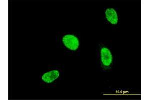 Image no. 4 for anti-Homeobox A5 (HOXA5) (AA 171-270) antibody (ABIN516606)